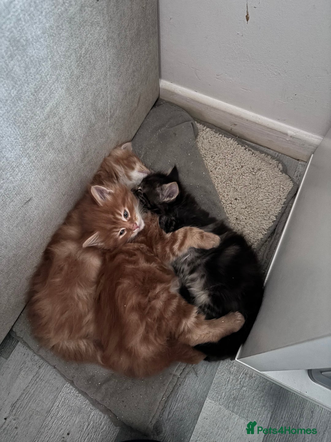 Maine Coon cats for sale: 5 gorgeous 3/4 Maine coon babys - Image 15