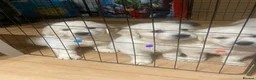 Golden Retriever dogs for sale: STUNNING SHOW LINE GOLDEN RETRIEVER PUPPIES - Advert 7