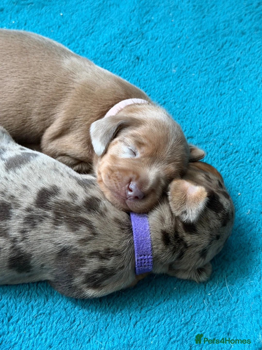 Dachshund dogs for sale: Dachshunds  - Advert 1
