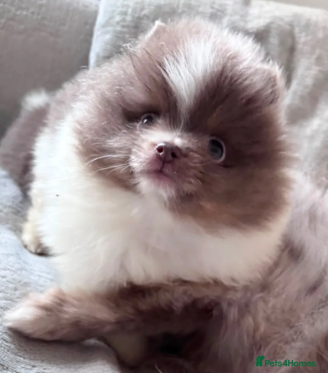 Pomeranian dogs for sale: Pomeranian puppys ready now  in Glasgow - Advert 2