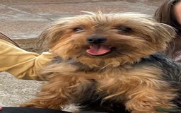 Yorkshire Terrier dogs for sale: Tiny Yorkshire terrier boy - Image 3