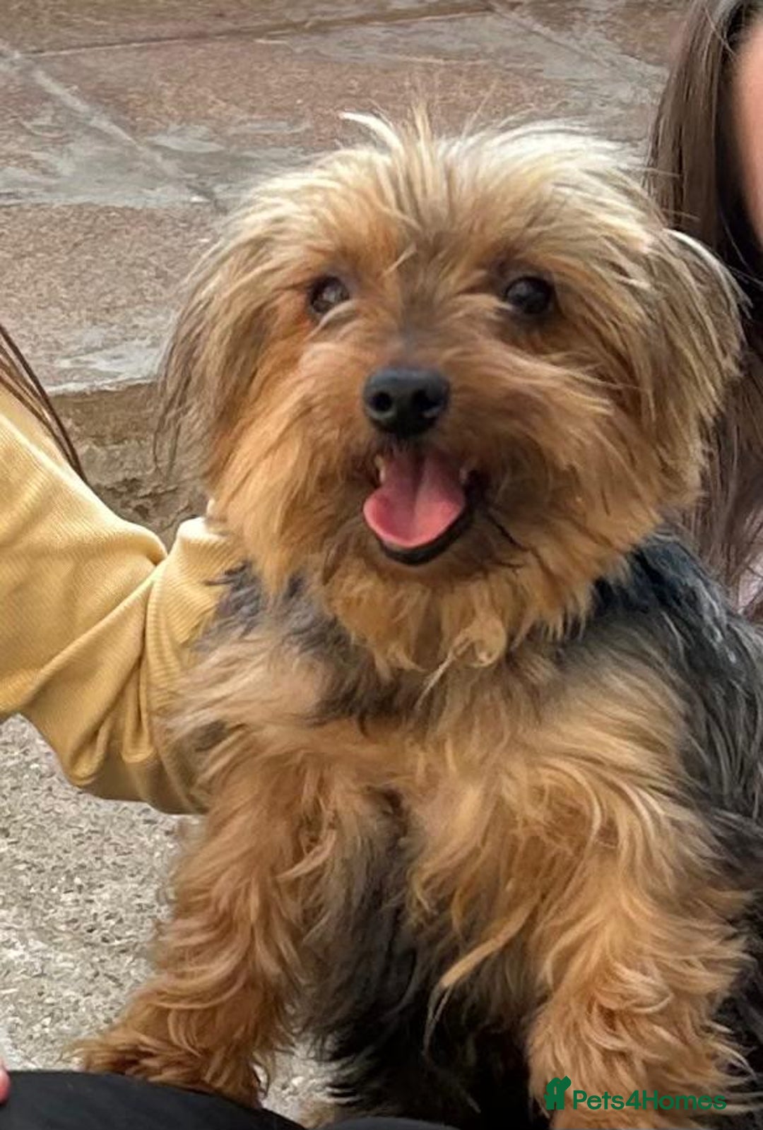 Yorkshire Terrier dogs for sale: Tiny Yorkshire terrier boy - Image 3