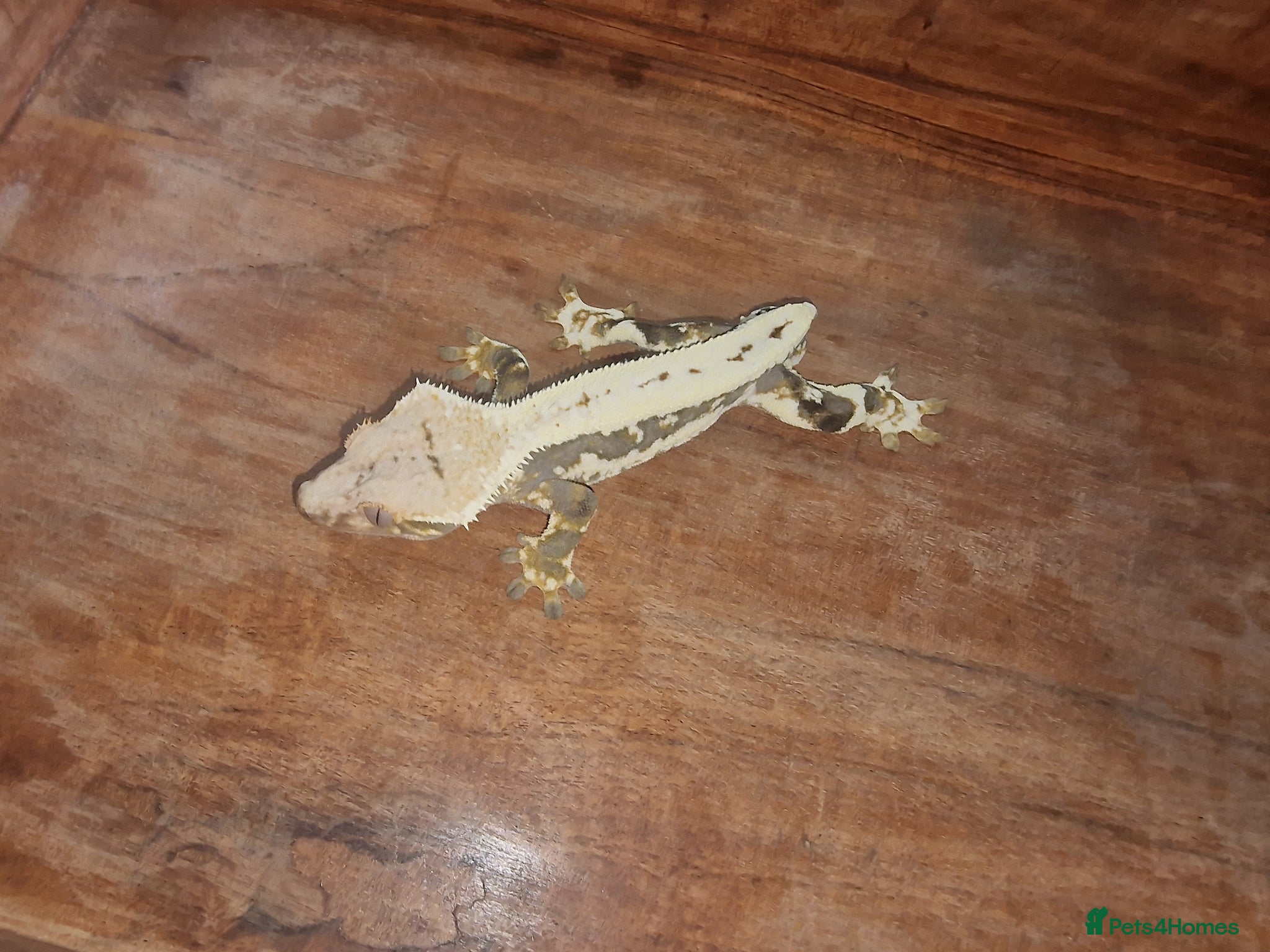 Gecko reptiles for sale: 8x Crested geckos/Full collection available!  - Advert 12
