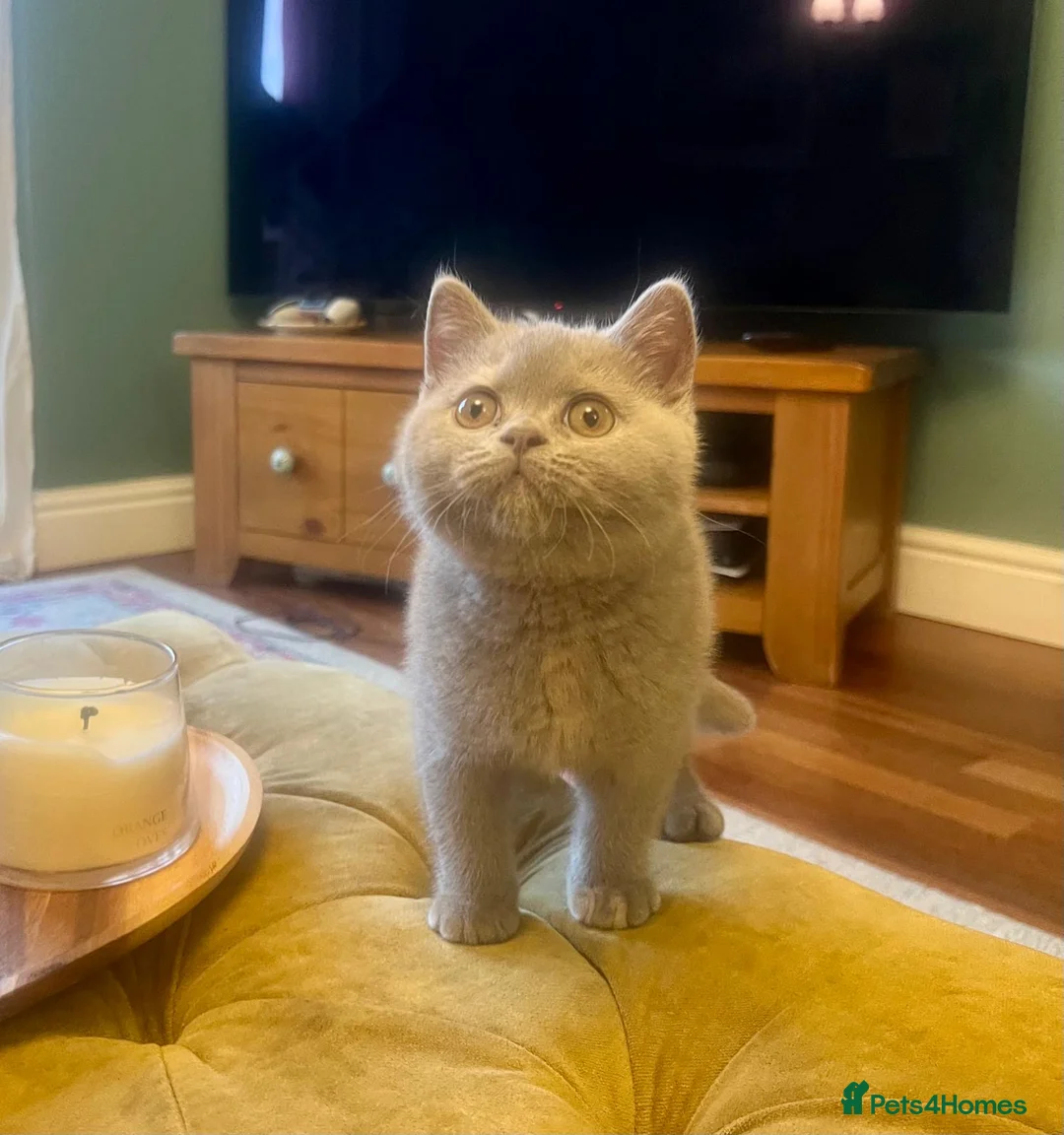 British Shorthair cats for sale: British shorthair females ready to leave soon GCCF - Advert 22