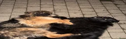 German Shepherd dogs for sale: Long coat German Shepherd - Advert 23