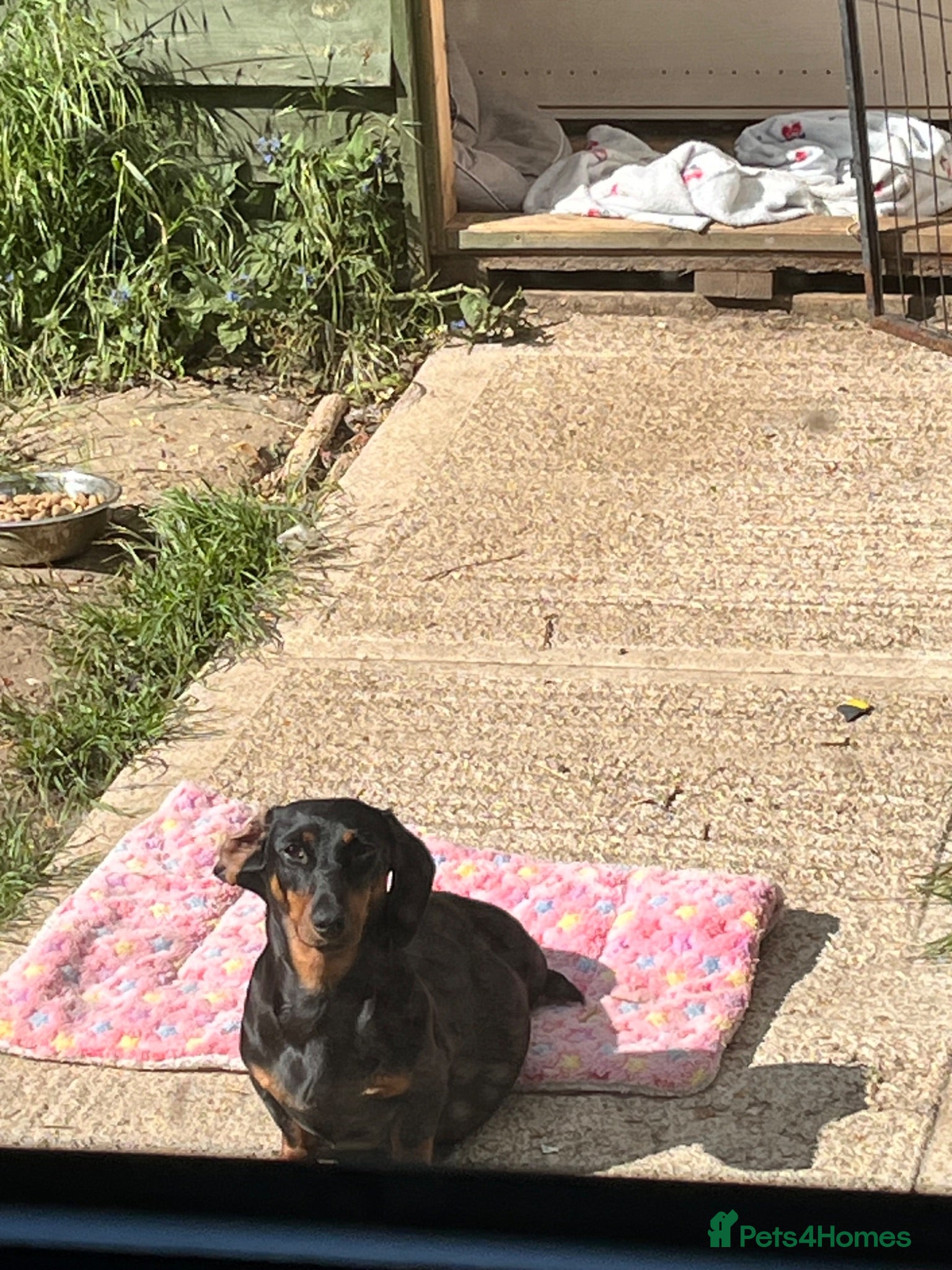 Miniature Dachshund dogs Miniature dachshunds - Advert 5