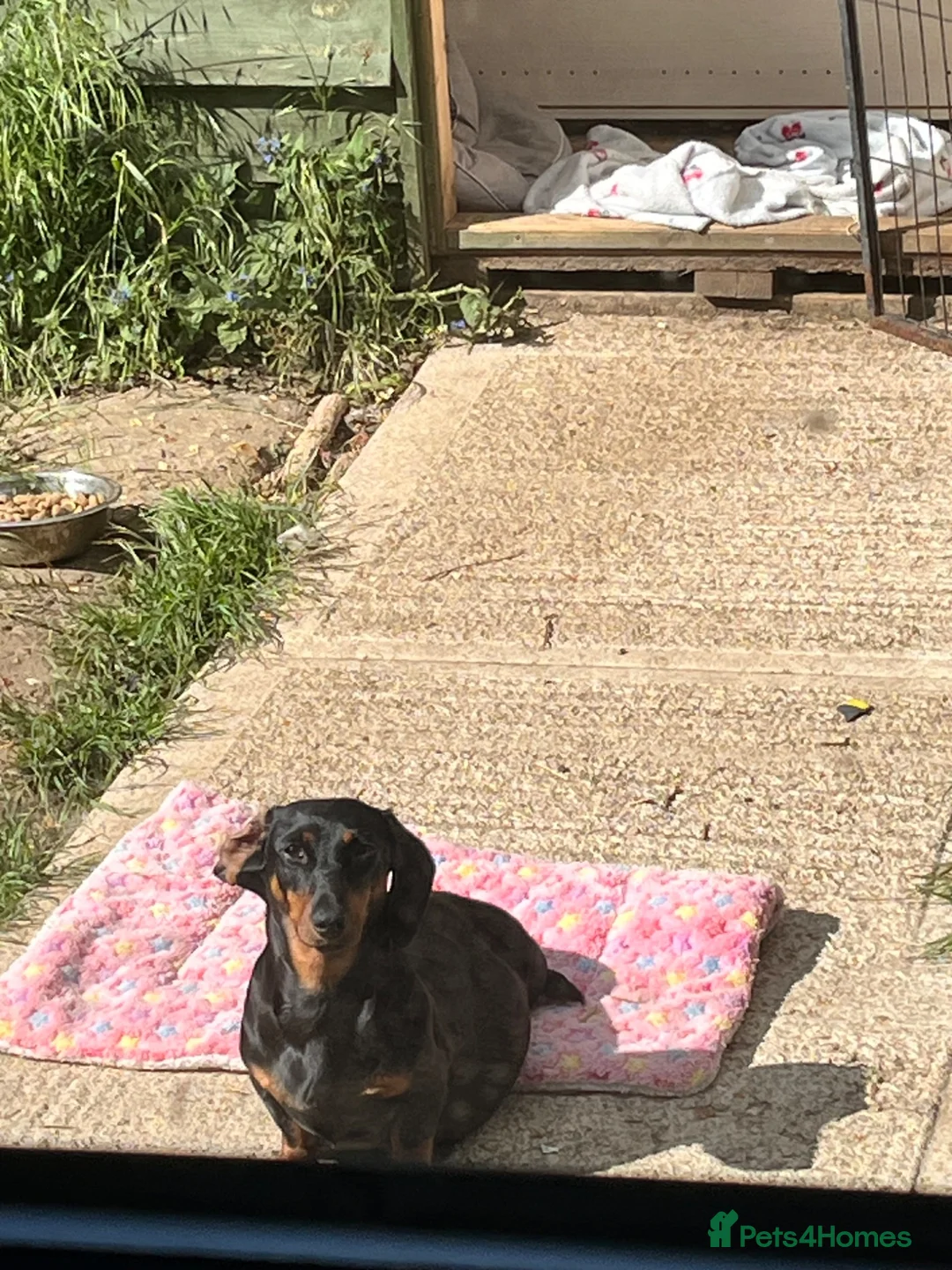 Miniature Dachshund dogs for sale: Miniature dachshunds - Advert 1