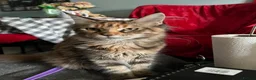 Maine Coon cats for sale: Last purebred MC female kitten  - Advert 9