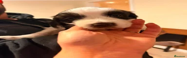 White-He