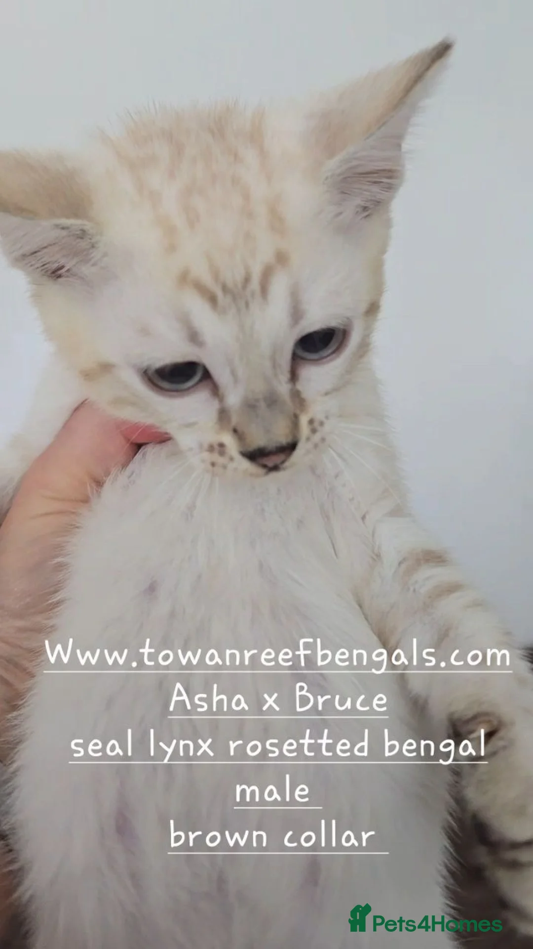 Bengal cats for sale: Tica registered bengal kittens TWO BOYS LEFT - Advert 2