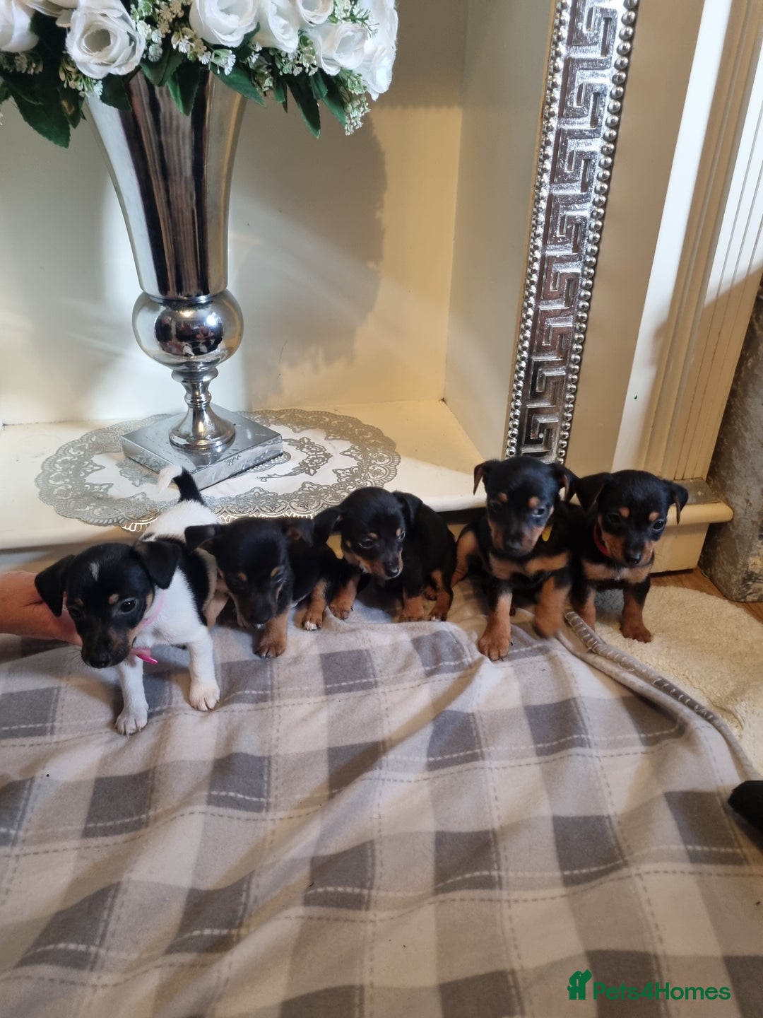 Jack Russell dogs for sale: Jack russell  - Image 1