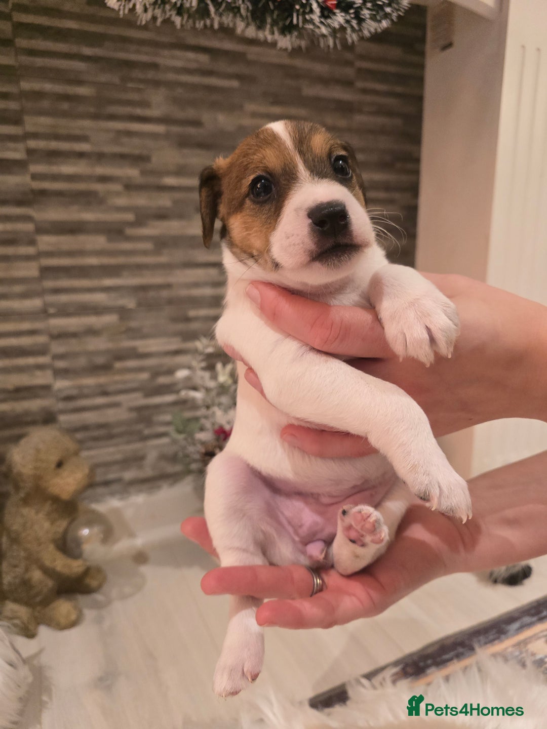 Mixed Breed dogs for sale: Five beautiful Jack Russel puppies for sale - Advert 14