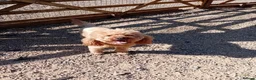 Cockapoo dogs for sale: Stunning Black Cockapoos - Advert 4