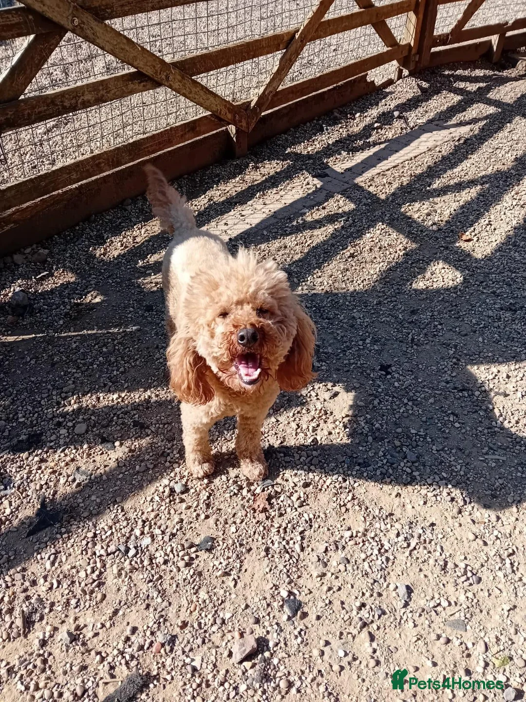 Cockapoo dogs for sale: Stunning Black Cockapoos - Advert 4