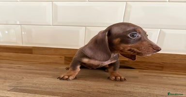 Miniature Dachshund dogs - Advert 2