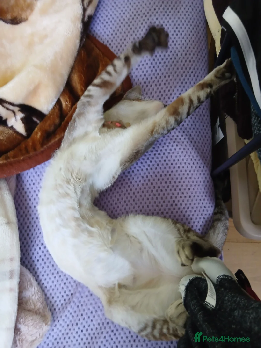British Shorthair cats for sale: 1 boys,6girls - Advert 2