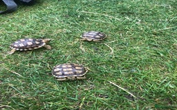 Tortoise reptiles for sale: Baby sulcata tortoises - Image 3
