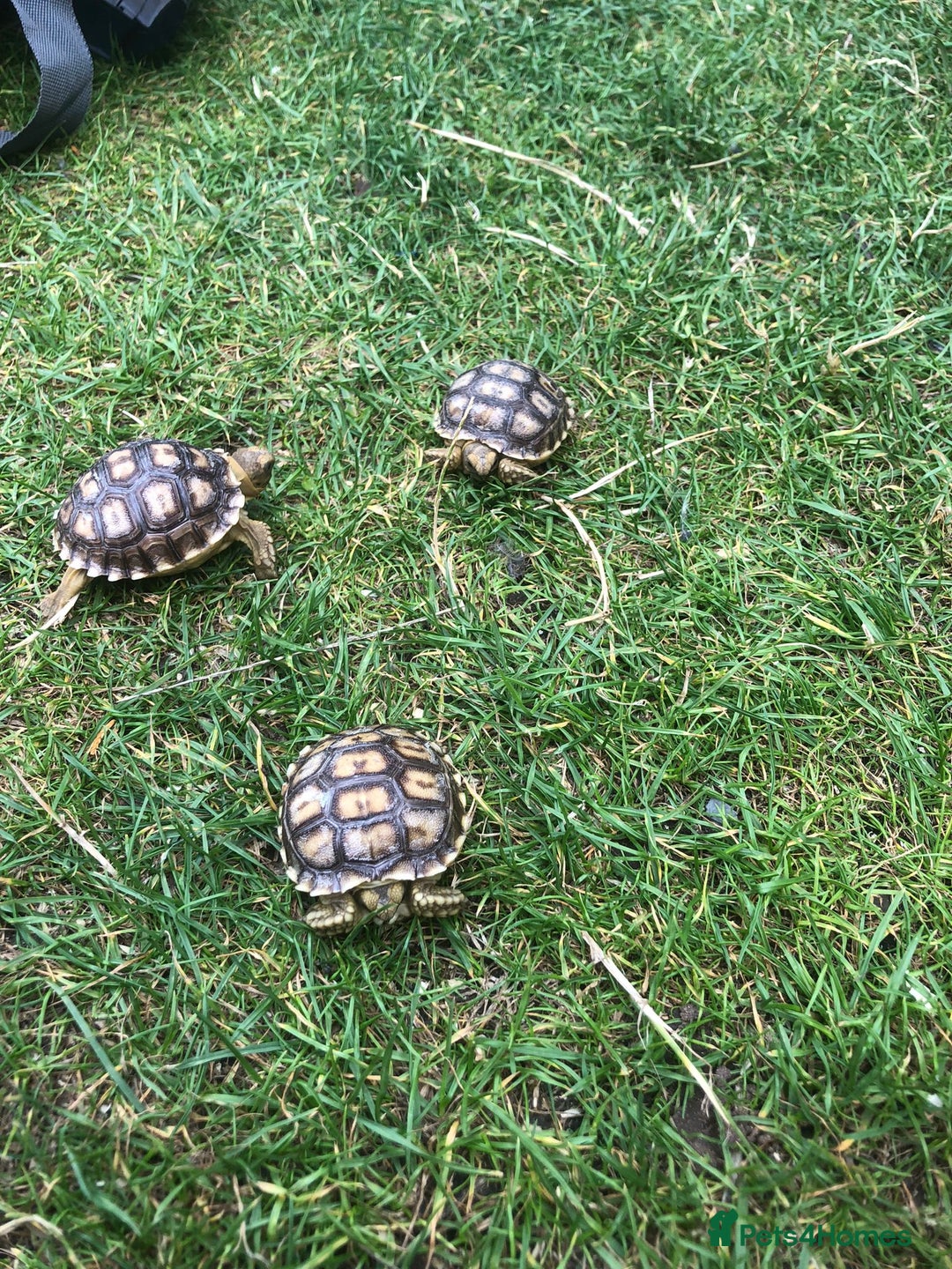 Tortoise reptiles for sale: Baby sulcata tortoises - Image 3