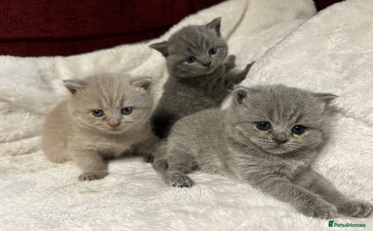 British Shorthair cats - Advert 11