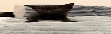 Russian Blue Kitten 2