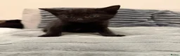 Russian Blue cats for sale: 🐾 Russian Blue/Bengal Tabby Kittens 🐾 in Fleet - Advert 6