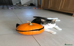 Domestic Shorthair cats for sale: 5-year old female tabby/white seeking rehoming - Image 5