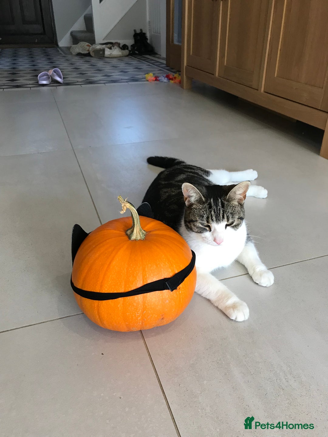 Domestic Shorthair cats for sale: 5-year old female tabby/white seeking rehoming - Image 5
