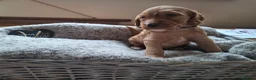 Cockapoo dogs for sale: F1b Cockapoo puppies - Advert 24