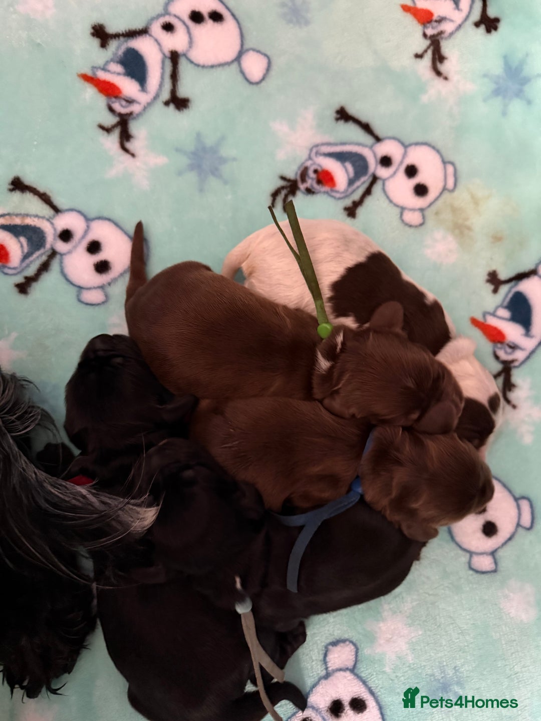 Cocker Spaniel dogs for sale: Show type cocker spaniel pups  - Advert 9