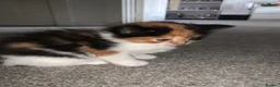 Mixed Breed cats for sale: Beautiful fluffy kittens - Advert 9