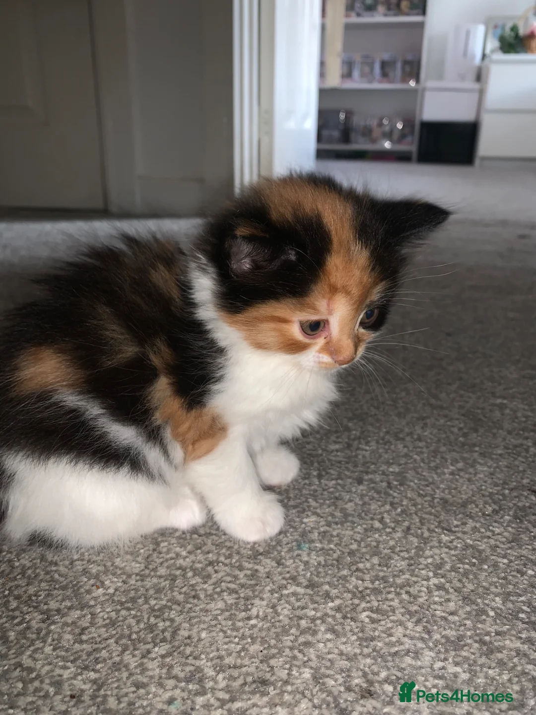 Mixed Breed cats for sale: Beautiful fluffy kittens - Advert 9