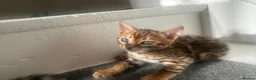 Bengal cats for sale: 3 pure bengals boys available  - Advert 19
