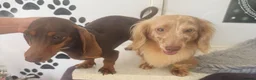 Miniature Dachshund dogs for sale: Miniture dachshund puppies  - Advert 8