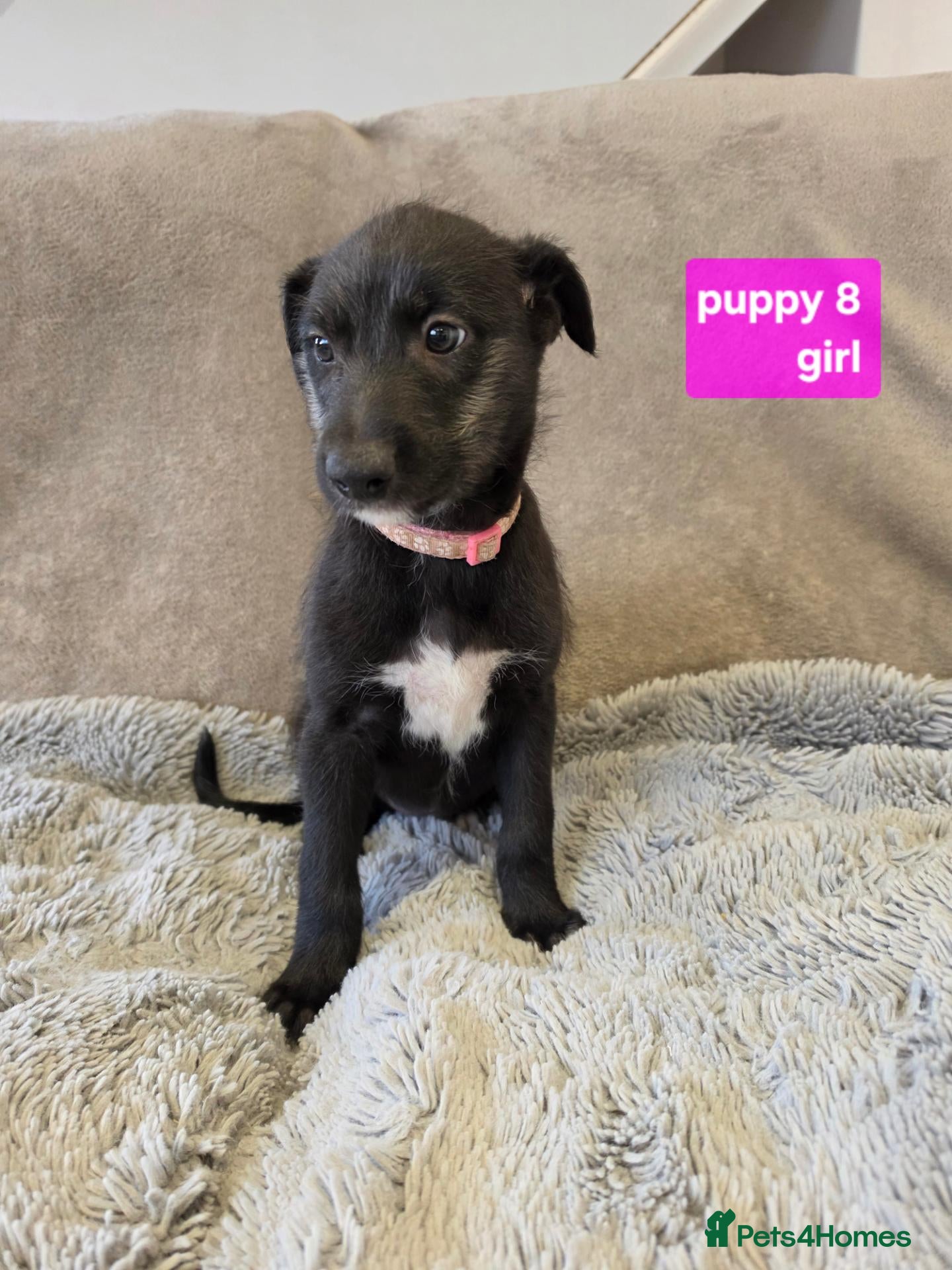 Mixed Breed dogs Working Lurcher Puppies ready now   - Advert 1