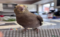 Cockatiels birds for sale: 2 months old baby cockatiel!❤️🦜 - Image 10