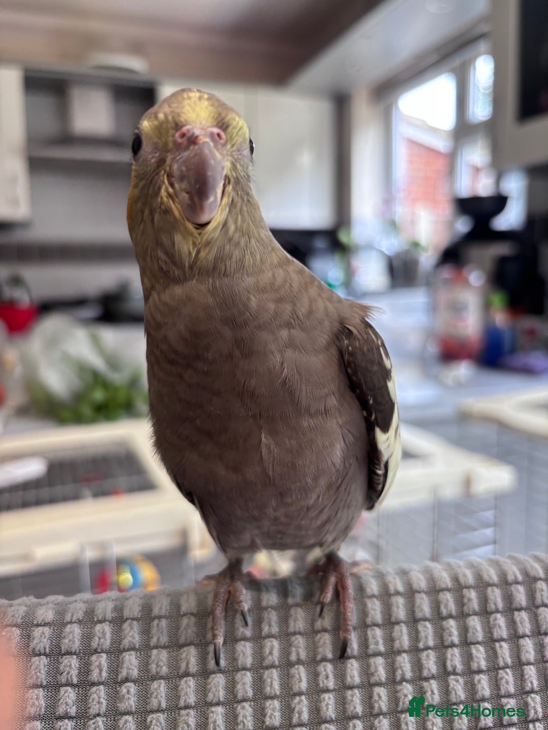 Cockatiels birds for sale: 2 months old baby cockatiel!❤️🦜 - Image 10