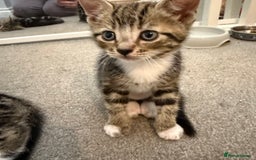 Mixed Breed cats for sale: 2 Beautiful Kittens Looking For Forever Home - Image 2