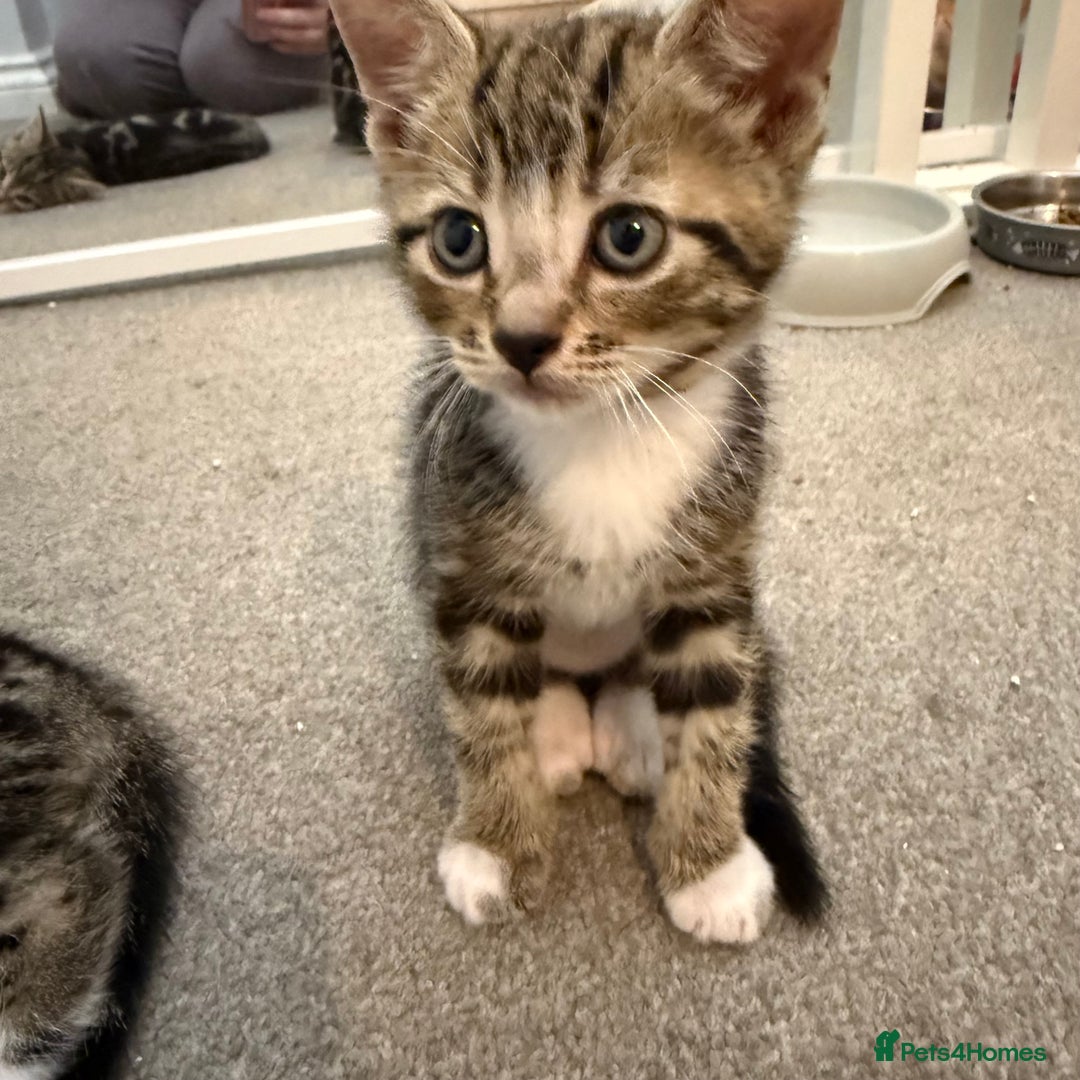 Mixed Breed cats for sale: 2 Beautiful Kittens Looking For Forever Home - Image 2
