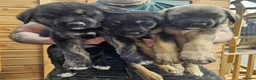 German Shepherd dogs for stud: Purebred German Shepherd for Stud - Advert 9