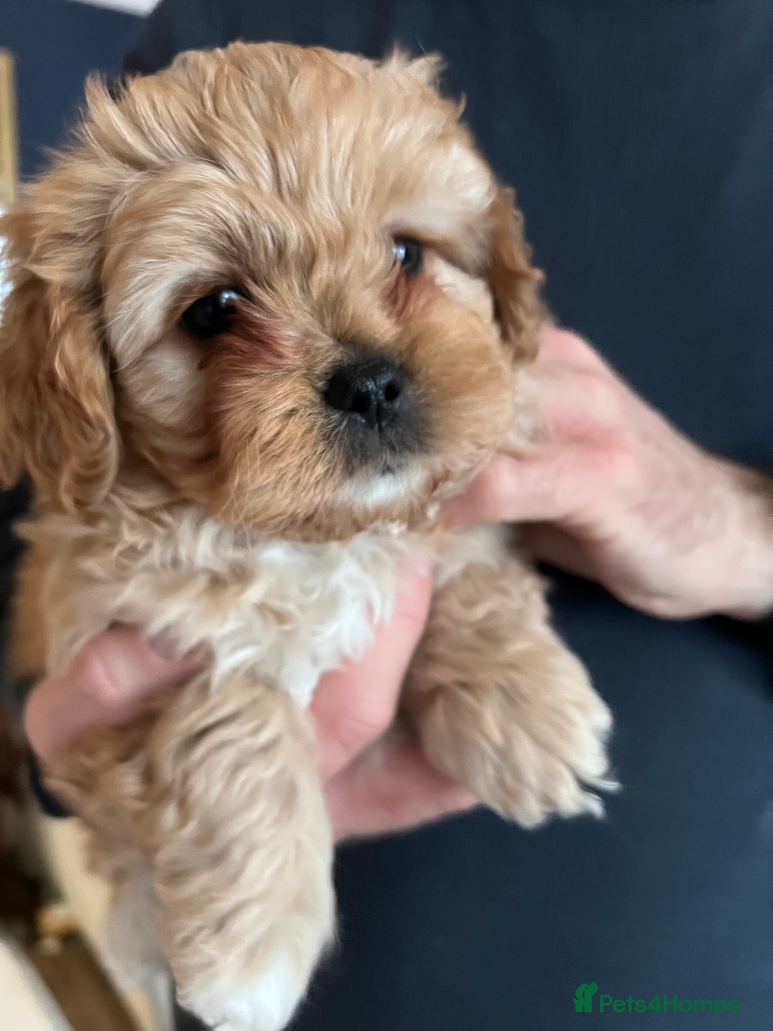 Mixed Breed dogs Cavapoo cross puppies - calm, cuddly 1 boy 1 girl  in Bognor Regis - Advert 12