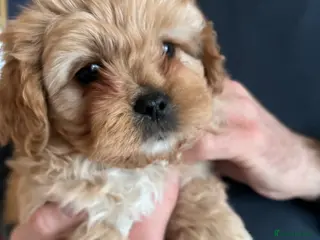 Mixed Breed dogs Cavapoo cross puppies - calm, cuddly 1 boy 1 girl in Bognor Regis - Advert 12