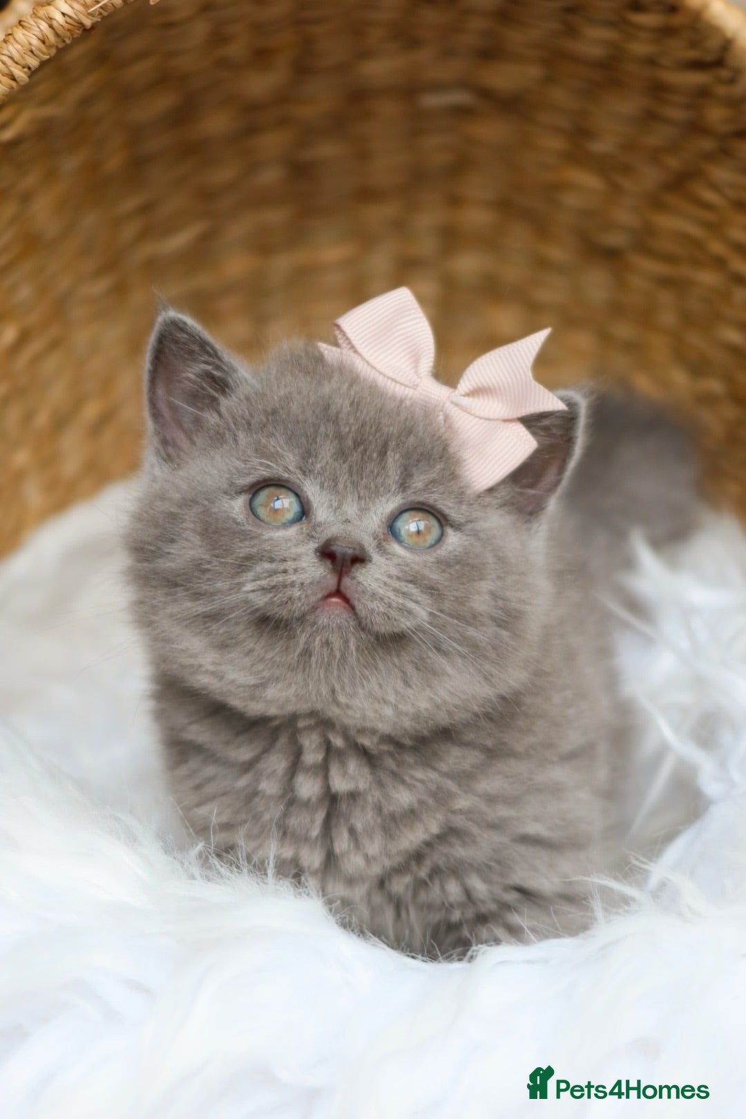 British Shorthair cats Stunning British Shorthair Blue Kittens - Licensed - Advert 2