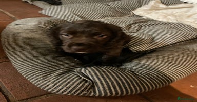 Cocker Spaniel dogs - Advert 2