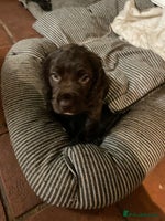 Cocker Spaniel dogs - Advert 14