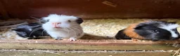 Guinea Pig rodents for sale: Baby guinea pigs  - Advert 9