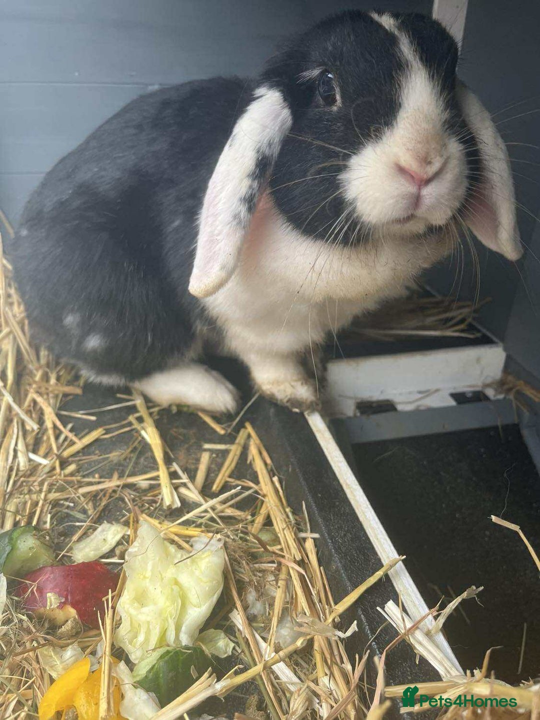 Mini Lop rabbits for sale: Free rabbit - Image 1