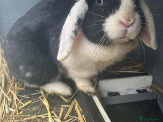 Mini Lop rabbits - Advert 2