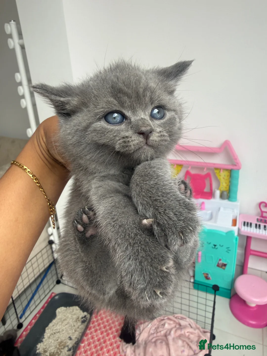 Mixed Breed cats for sale: Looking for a loving home for my kittens - Advert 7