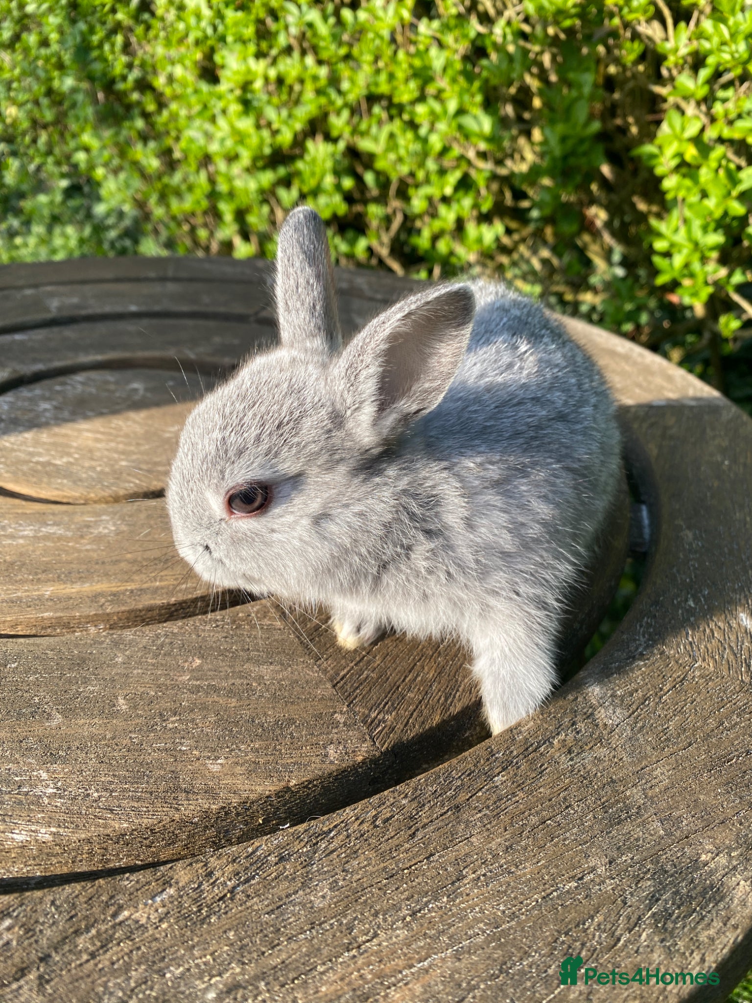 Netherland Dwarf rabbits 4 Netherland Dwarf bunnies - Advert 2