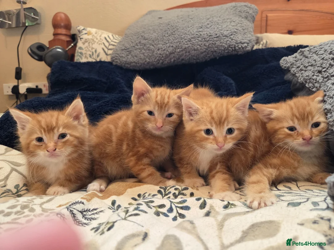 Mixed Breed cats for sale: Beautiful ginger tabby kittens  - Advert 2